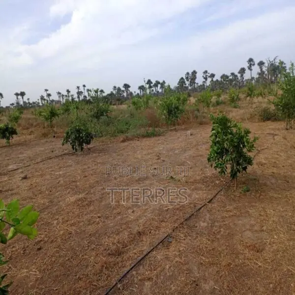 Verger De 2 Hectares Vers Fandéne – Thiès