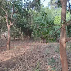 Verger De 5,50 Hectares Vers Pout – Thiès