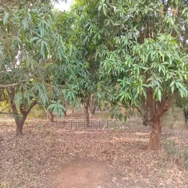 Verger De 5,50 Hectares Vers Pout – Thiès