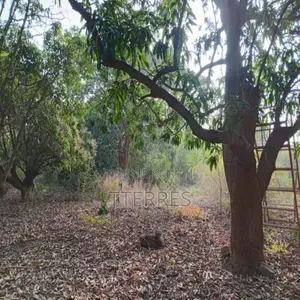 Verger De 5,50 Hectares Vers Pout – Thiès