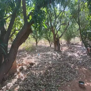 Verger De 1,14 Hectare Vers Keur Moussa – Thiès