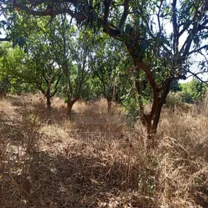 Verger De 1,14 Hectare Vers Keur Moussa – Thiès