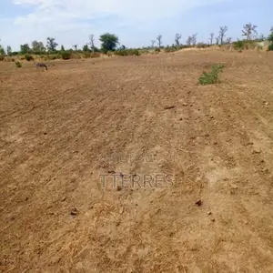 Verger De 2 Hectares Vers Pout – Thiès
