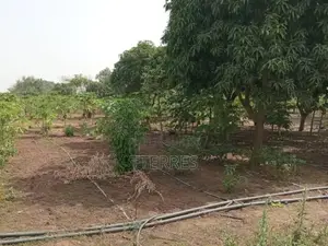 Verger De 2 Hectares Vers Pout – Thiès