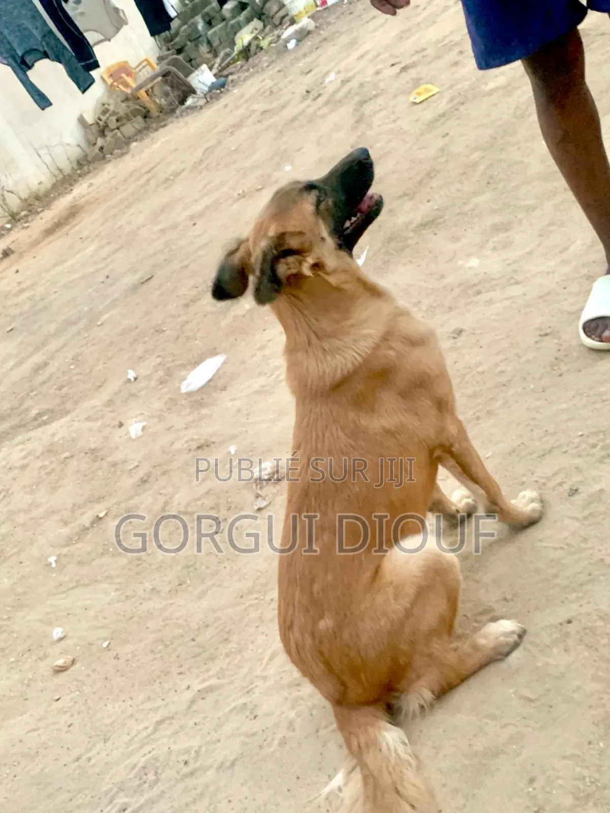 6 à 12 mois Femme Pure race Belgian Malinois