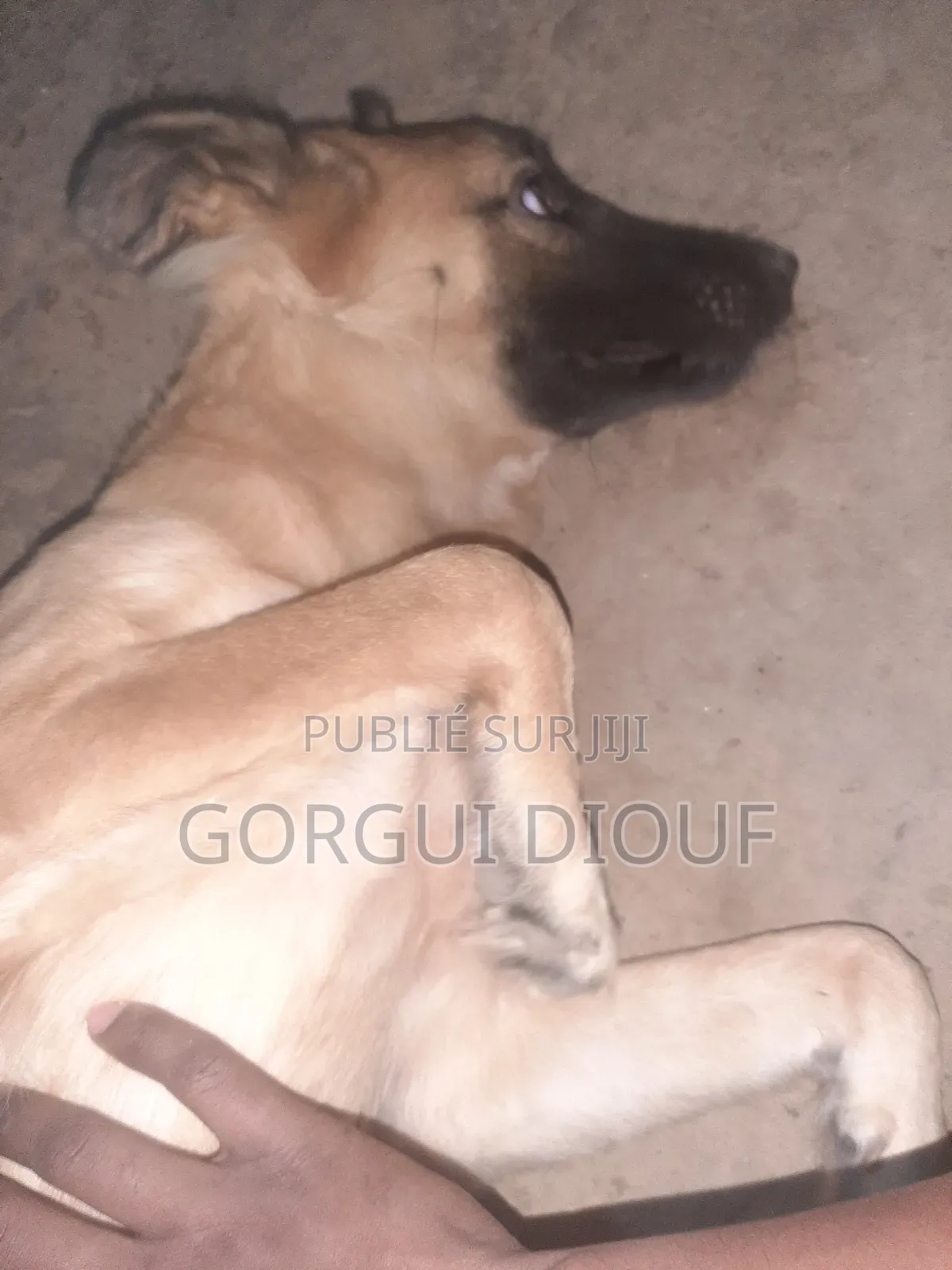 6 à 12 mois Femme Pure race Belgian Malinois