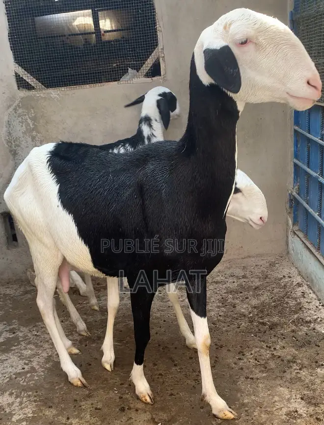 Femelle Ladoum Deja Saillie