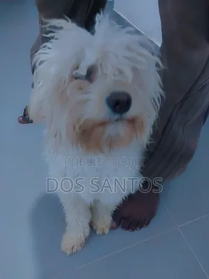 6 à 12 mois Femme Pure race Bichon Frise