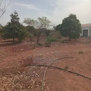 Verger De 1,40 Hectare Vers Fandéne – Thiès