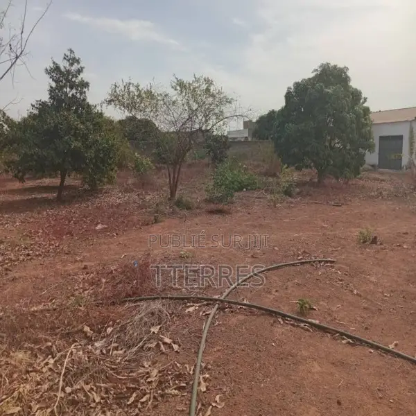 Verger De 1,40 Hectare Vers Fandéne – Thiès