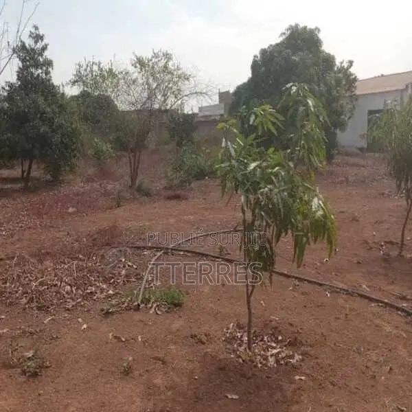 Verger De 1,40 Hectare Vers Fandéne – Thiès