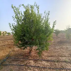 Verger De 1 Hectare Vers Keur Moussa – Thiès