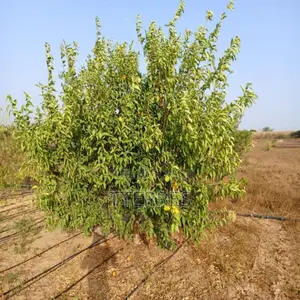 Verger De 1 Hectare Vers Keur Moussa – Thiès