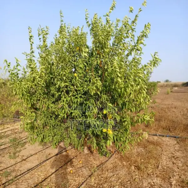 Verger De 1 Hectare Vers Keur Moussa – Thiès