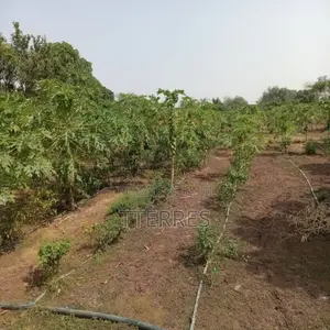 Verger De 2 Hectares Vers Pout-Thiès