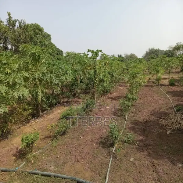 Verger De 2 Hectares Vers Pout-Thiès