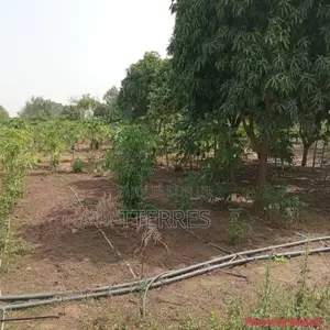 Verger De 2 Hectares Vers Pout-Thiès