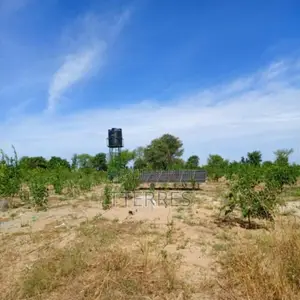 Verger De 3,55 Hectares Vers Tassette – Thiès
