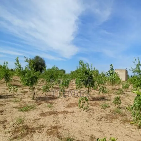 Verger De 3,55 Hectares Vers Tassette – Thiès