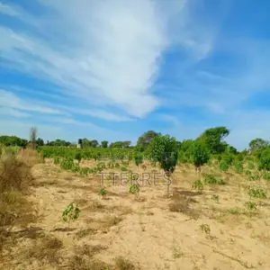 Verger De 3,55 Hectares Vers Tassette – Thiès