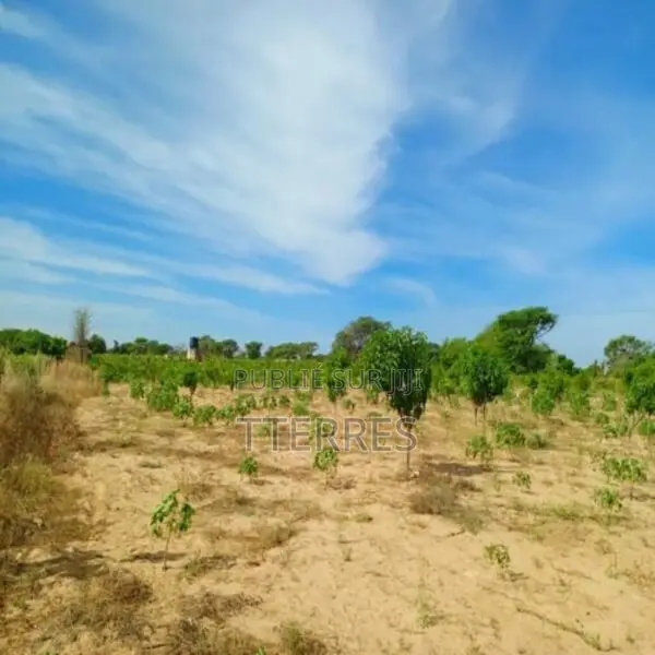 Verger De 3,55 Hectares Vers Tassette – Thiès