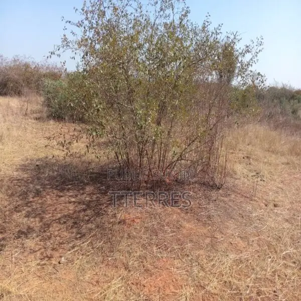 Terrain Agricole De 5000 M2 Vers Pout – Thiès