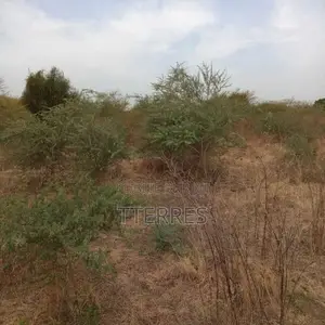 Terrain Agricole De 2 Hectares Vers Sindia – Mbour