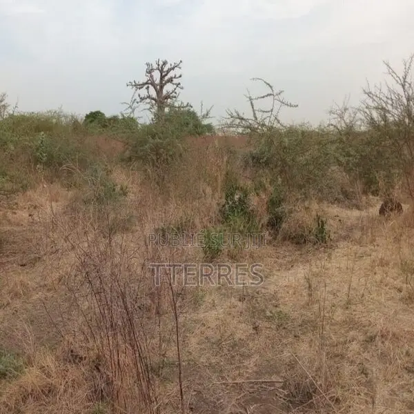 Terrain Agricole De 2 Hectares Vers Sindia – Mbour