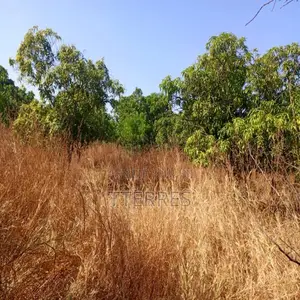 Verger De 4,37 Hectares Vers Sandiara – Thiès