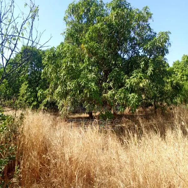 Verger De 4,37 Hectares Vers Sandiara – Thiès