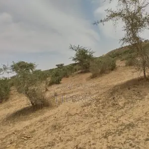 Terrain Agricole De 10 Hectares Vers Darou Khoudoss – Tivaouane