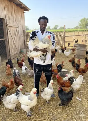 Poulets D’Ornement Et Chair