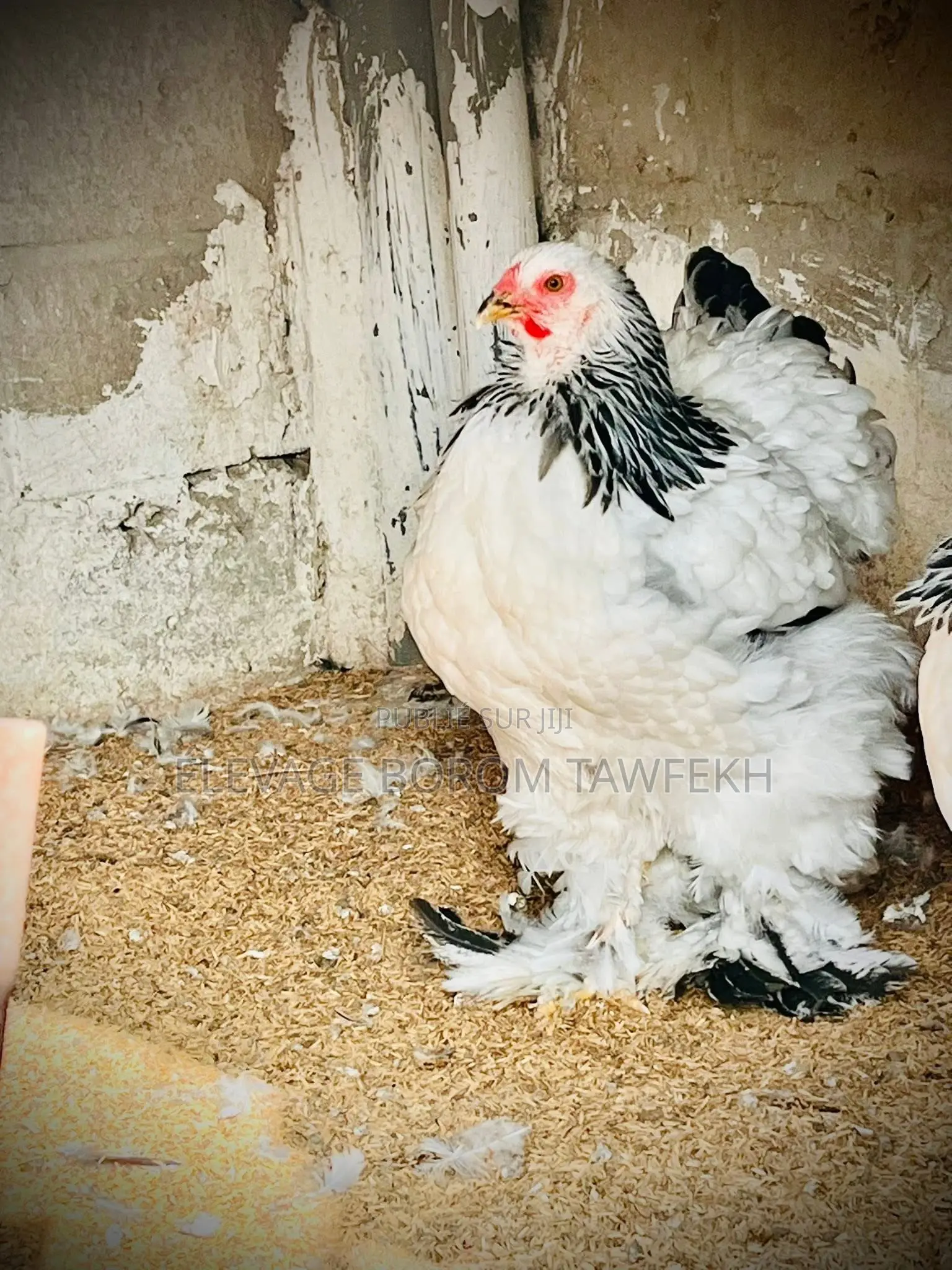 Poulets D’Ornement Et Chair