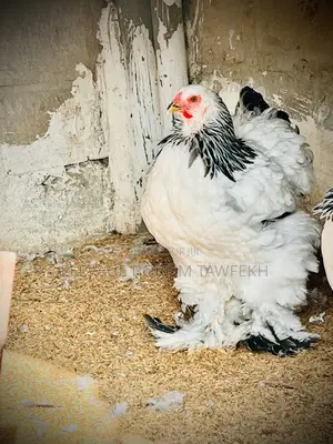 Poulets D’Ornement Et Chair