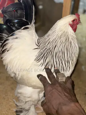 Poulets D’Ornement Et Chair