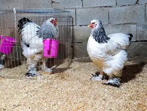 Poulets D’Ornement Et Chair