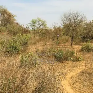 Terrain Agricole De 1,50 Hectare Vers Sindia – Mbour