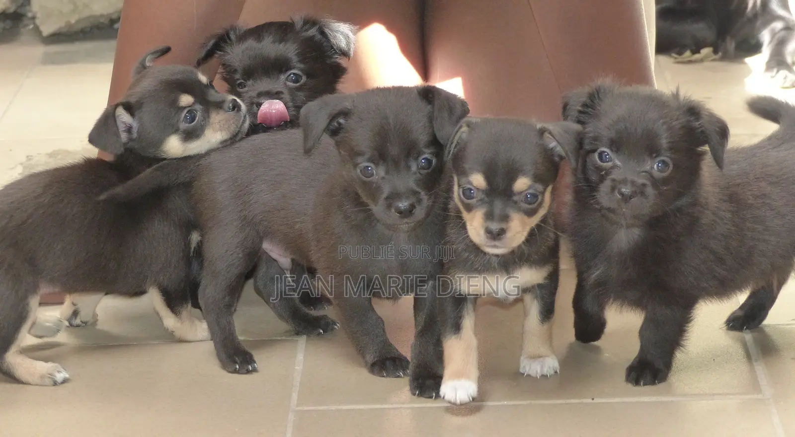 1-3 mois Homme Pure race Chihuahua