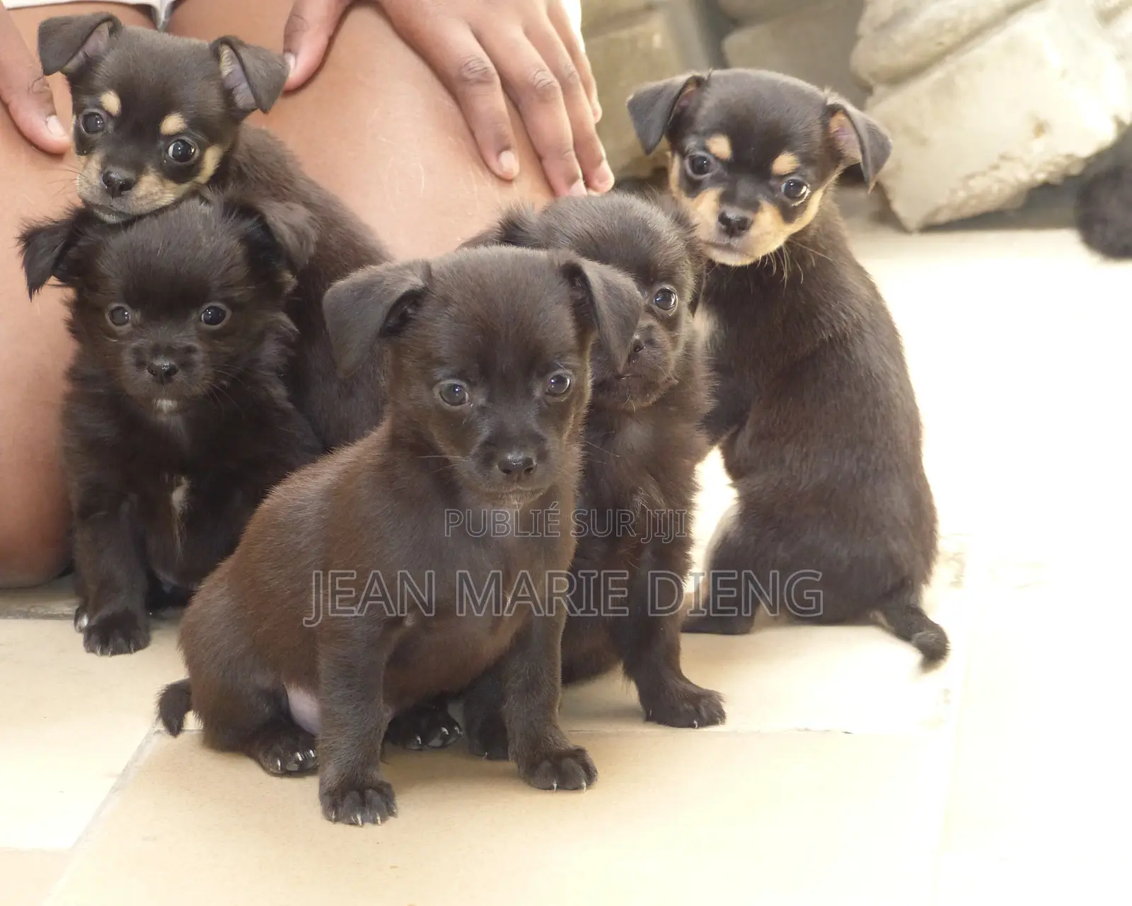 1-3 mois Homme Pure race Chihuahua