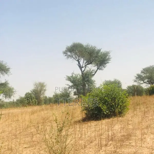 Verger De 1,86 Hectare Vers Tassette – Thiès