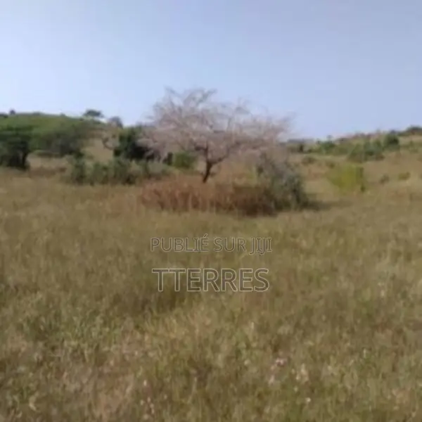 Verger De 3,55 Hectares Vers Darou Khoudoss – Tivaouane