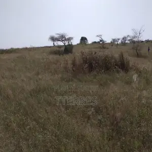 Verger De 3,55 Hectares Vers Darou Khoudoss – Tivaouane