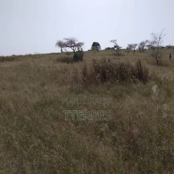 Verger De 3,55 Hectares Vers Darou Khoudoss – Tivaouane