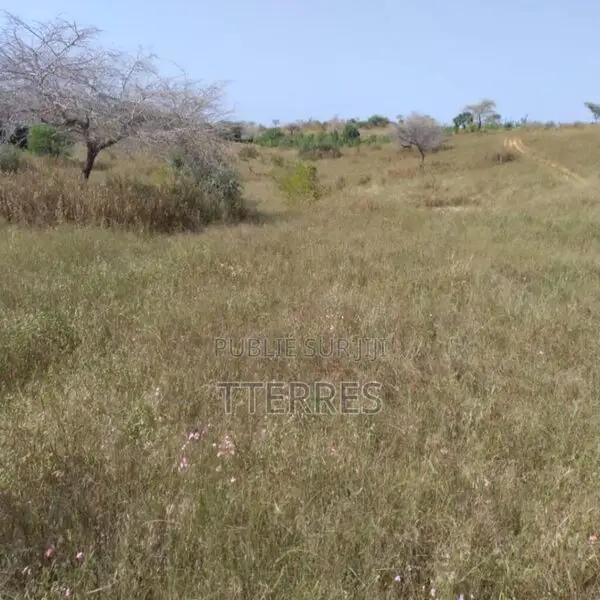 Verger De 3,55 Hectares Vers Darou Khoudoss – Tivaouane