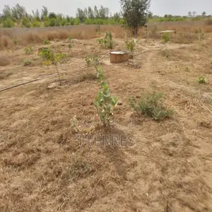 Verger De 8 092 M2 Vers Taiba Ndiaye – Tivaouane