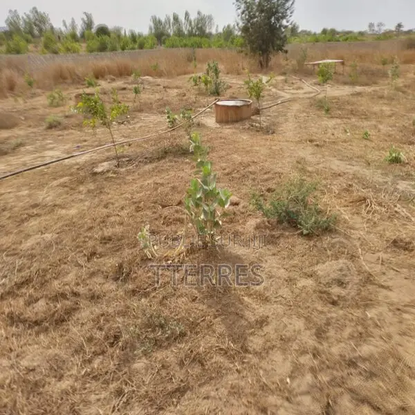 Verger De 8 092 M2 Vers Taiba Ndiaye – Tivaouane