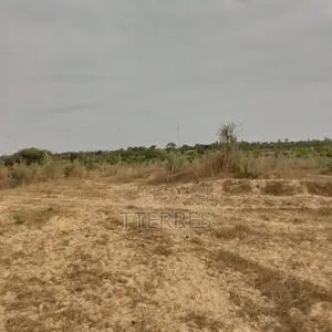 Verger De 8 092 M2 Vers Taiba Ndiaye – Tivaouane