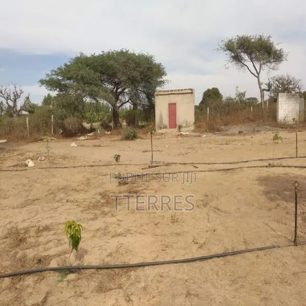 Verger De 1,28 Hectare Vers Darou Khoudoss – Tivaouane