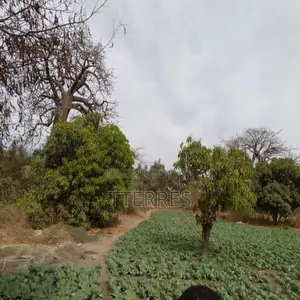 Verger De 1,28 Hectare Vers Darou Khoudoss – Tivaouane