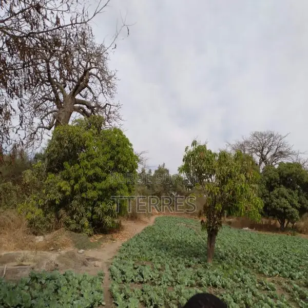 Verger De 1,28 Hectare Vers Darou Khoudoss – Tivaouane